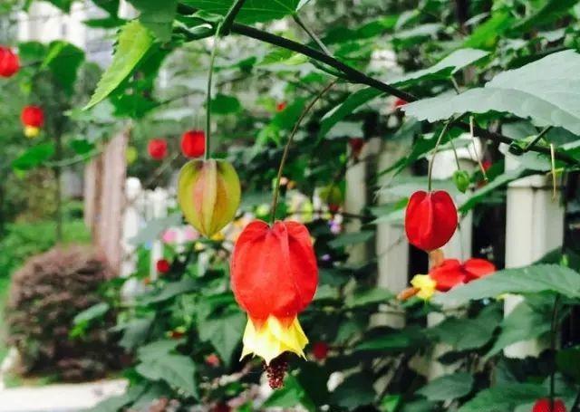 窗边养花，养盆“红灯笼”，耐阴花量大，花开一串串，太美了