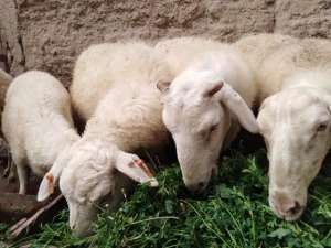 养殖什么羊赚钱(今年羊价高，这3种国内优良多胎绵羊品种，可帮养殖户提高效益)