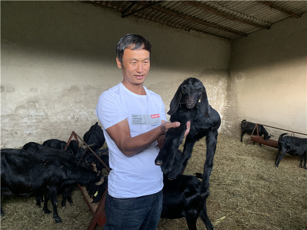 这家滇西最大的努比亚黑山羊场是名副其实的“扶贫明星”
