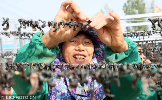 河南汝阳：发展水蛭养殖 带动村民致富