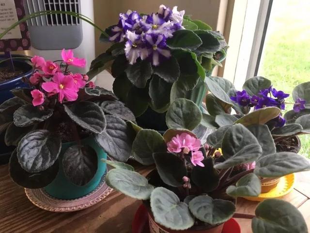 适合养室内的几种开花盆栽，养窗边每天给点散射光，就能经常开花