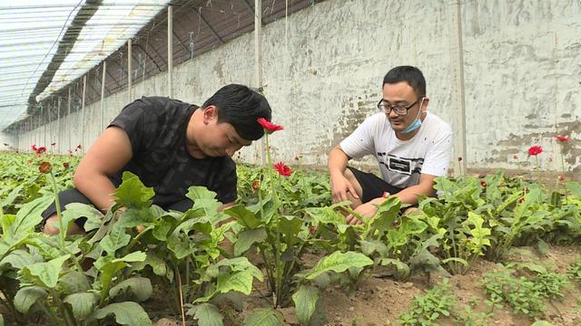 视频︱大棚改种非洲菊，一亩能挣三万元