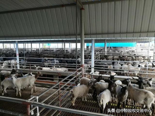 【企业风采】河南亚盛牧业股份有限公司（企业代码：100216）