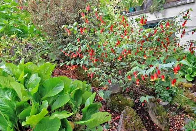 红花配绿叶，耐养耐半阴的蔓性风铃花，实至名归的灯笼花