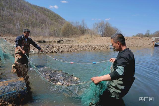 内蒙古鄂伦春：大兴安岭深处的养鱼场