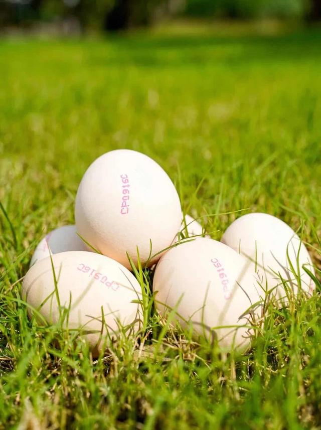 亚洲规模最大蛋鸡项目今日投产，未来预计年产8亿枚鸡蛋