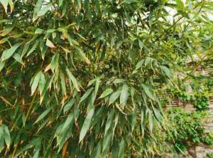 水培罗汉竹的养殖方法(家里养的罗汉竹叶子发黄了，应该如何补救？)