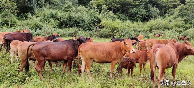 牛的养殖技术及饲养方法