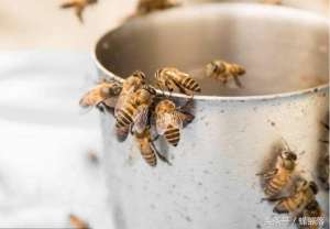 蜜蜂养殖用药(人用药如何给蜜蜂喂养？如何使用才不会超量？)