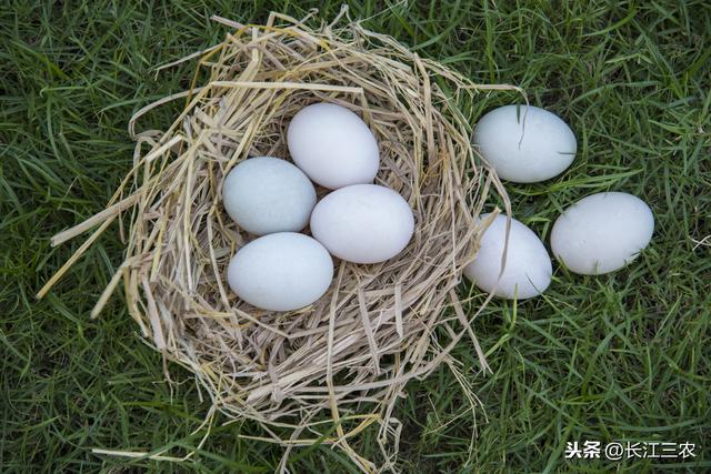 蛋鸭产蛋量低试试放养，让鸭子运动觅食效果不错