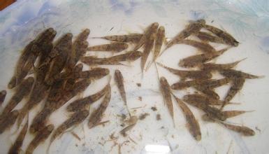 沙塘鳢高效的池塘养殖技术与科学的人工繁殖技术