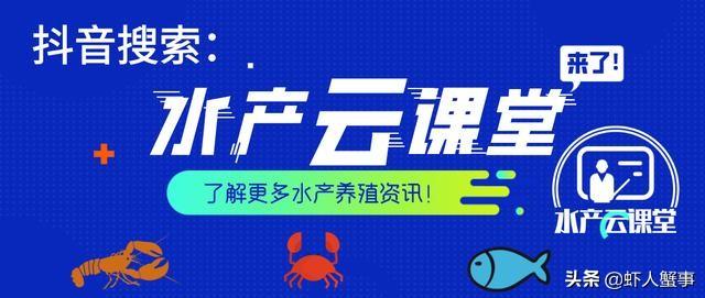 小龙虾养殖户福音：7个小妙招，教你有效防控青苔！
