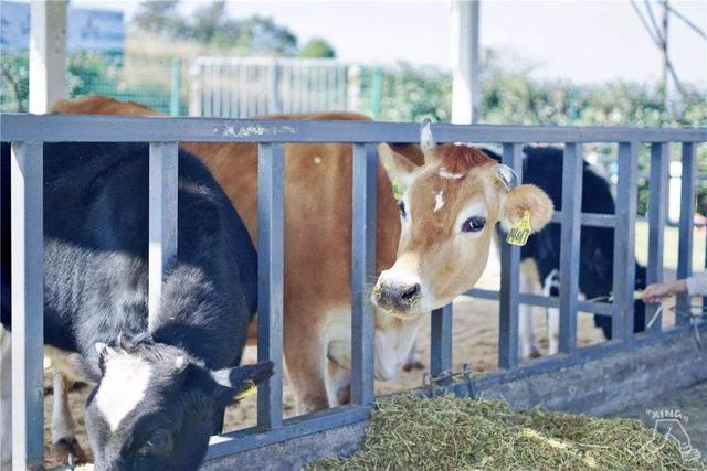 怎样养牛才能让牛日长三斤？牛的养殖技术及饲养方法，看完请收好