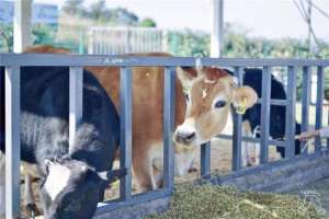 水牛养殖方法(怎样养牛才能让牛日长三斤？牛的养殖技术及饲养方法，看完请收好)