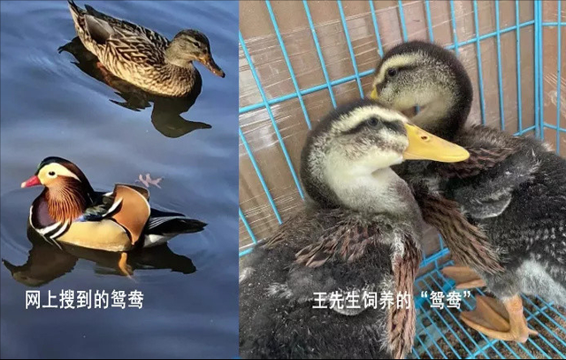 杭州男子买鸳鸯却养成了鸭子，店主：这是鸳鸯鸭！两者有什么不同