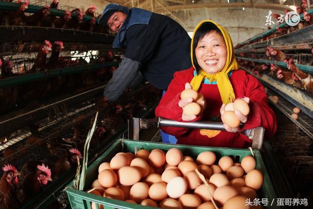 鸡蛋价格低，规模养殖场的现状，听农村养鸡人说说