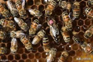 传统蜜蜂养殖(蜜蜂养殖，只有一箱蜜蜂如何育王？老蜂农用这些方法，非常实用)