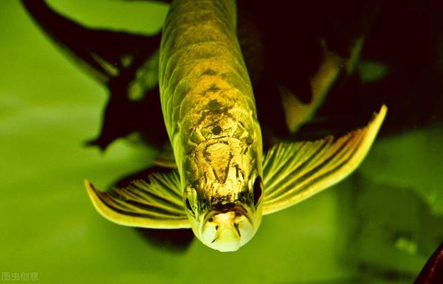 金龙鱼的饲养方法，学会了你也能养出一条金灿灿的金龙鱼