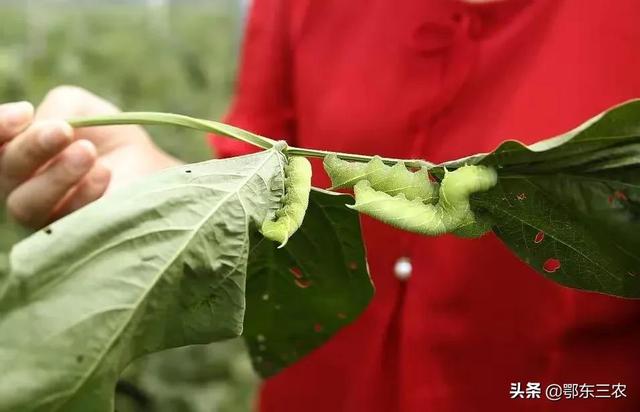 豆青虫能卖到40元一斤，商家收去干什么，养殖经济效益高吗？