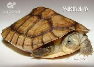 黄喉水龟养殖技术(黄喉拟水龟怎么发色，才能够养的漂亮「龟谷鳖老」)