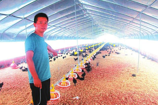 泸州纳溪：桂花林下养土鸡 循环出栏进市场