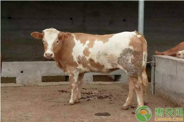 牛犊如何养殖护理？养牛新手需要注意哪些？