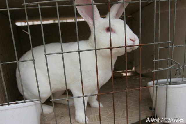养兔技术分享：养殖獭兔需要注意哪些问题？