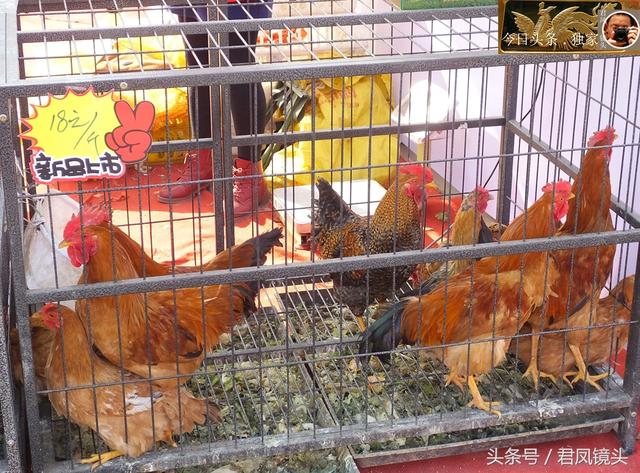 湖北宜昌：商家卖土特产，野鸡80元一只！其实是人工养殖的！