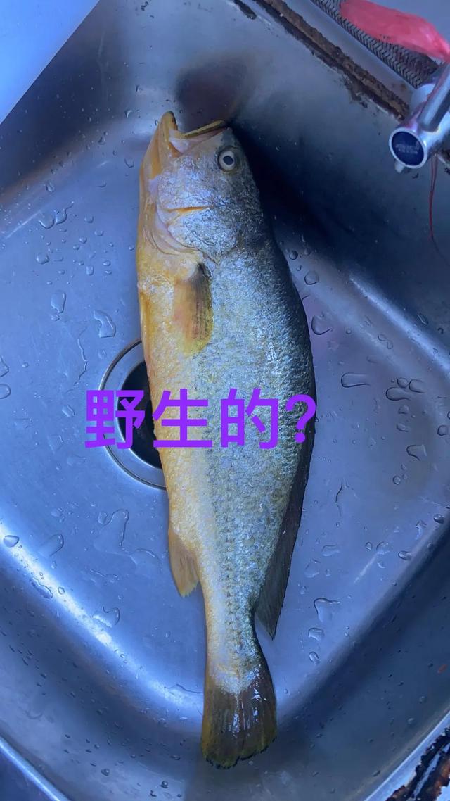 几千元野生黄瓜鱼与几十元养殖黄瓜鱼的区别