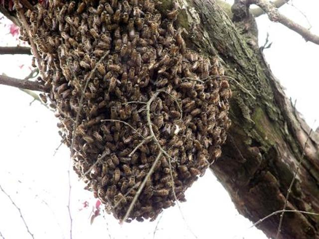 蜜蜂养殖技术 招蜜蜂技术汇总