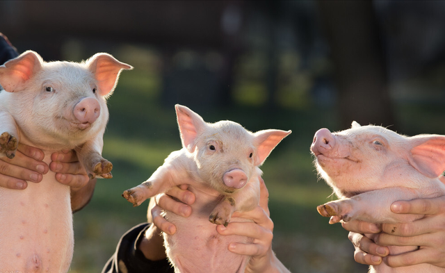 母猪配种操作流程，母猪人工授精的技术要点，养殖户快来学习