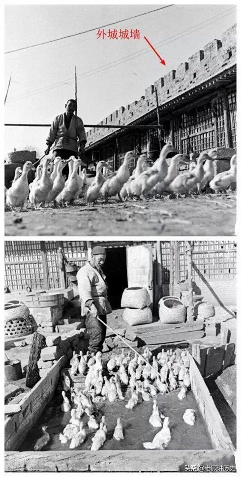 70年前，永定门外养殖北京填鸭的一家人