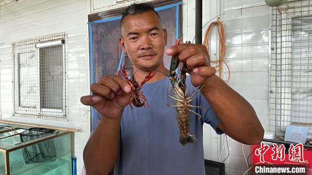 新疆喀什：戈壁滩上养出澳洲淡水龙虾