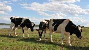 福建黄牛养殖(体型高大、产奶量高、母牛性情温和、易于管理-福建黑白花奶牛)