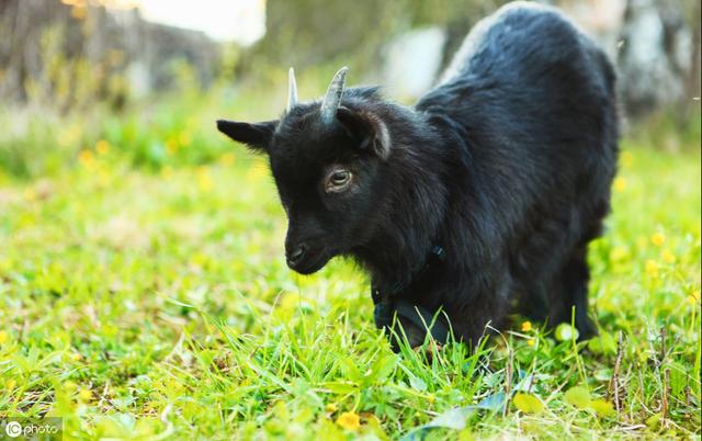 养殖黑山羊有什么样的技巧呢？如何养殖才可以有很高的收益？