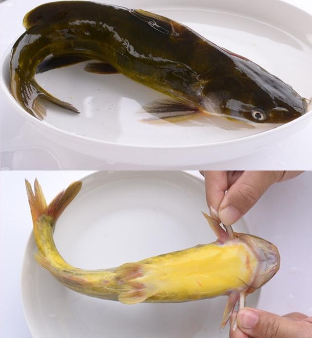 【特种水产】黄颡鱼怎么养？从繁育到养殖，饲育管理是关键
