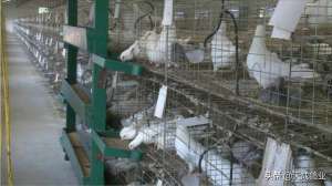 规模养殖肉鸽厂房要求(养殖肉鸽的这些禁忌，你真都知道？)