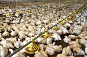 肉鸡养殖管理制度(肉鸡养殖的黄金法则：年收益翻倍的经营智慧)