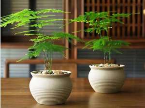 文竹盆栽怎么养殖(室内养文竹，5个技巧，常年绿油油，不拔高的“小森林”)