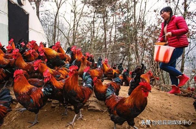 勉县：养殖生态鸡“啄”开致富门