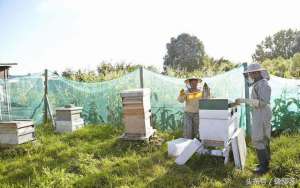 小地方养殖(蜜蜂可以在城市饲养吗？城市饲养蜜蜂需要满足哪些条件？)