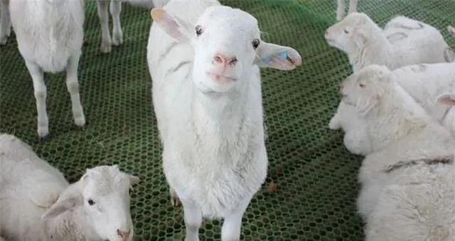 羊一窝能下几个小羊？母羊配种的方式与方法
