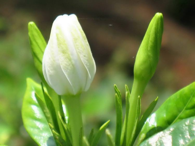 春天养护栀子花很简单，注意这几点，新芽花苞长不停开花特别旺
