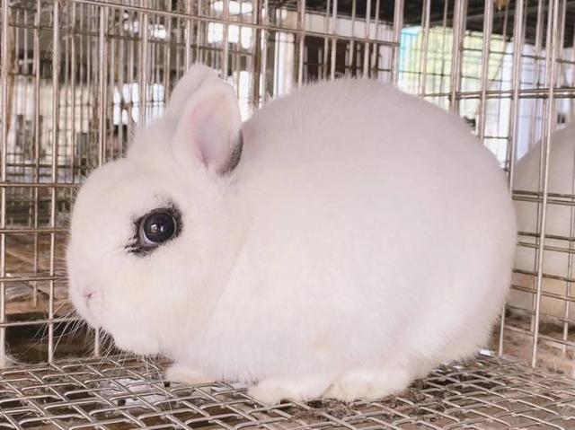 想不到吧？小白兔是外来物种，还是超生游击队“天花板”，省农科院兔场走起