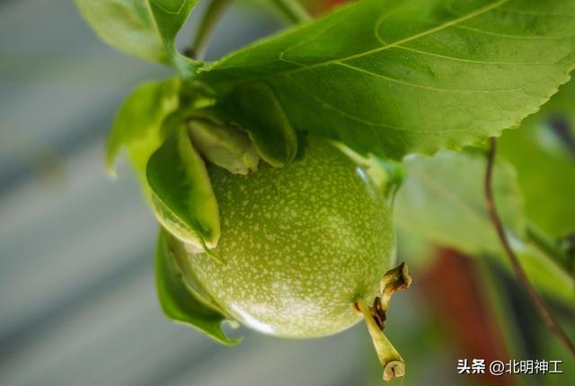 百香果藤蔓茂盛果却稀疏？家庭养殖百香果产量提升的全方位攻略