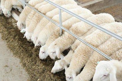今年羊价高，这3种国内优良多胎绵羊品种，可帮养殖户提高效益