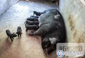 养殖黑猪效益如何(江西吉安肖逢才：养黑猪年收入500万)