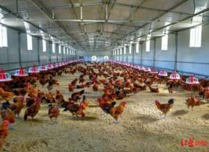 四川乌骨鸡养殖(四川“鸡”遇长得更快、料肉比更低的新品种肉鸡育成)