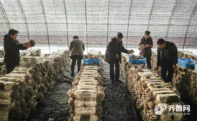 威海荣成：昔日省定贫困村大蜕变 大棚蘑菇年产20多万斤