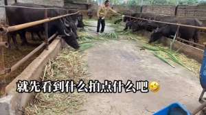 母水牛养殖技术视频(#养牛小超#小超夫人#水牛)